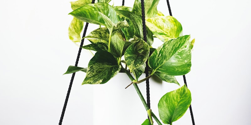 TVT体育2026年世界杯专题页面 - 三大主办国联合举办